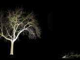 Architectural Landscape Lighting